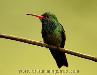 Hummingbird Garden Catalog: Rufous-Tailed Hummingbird
